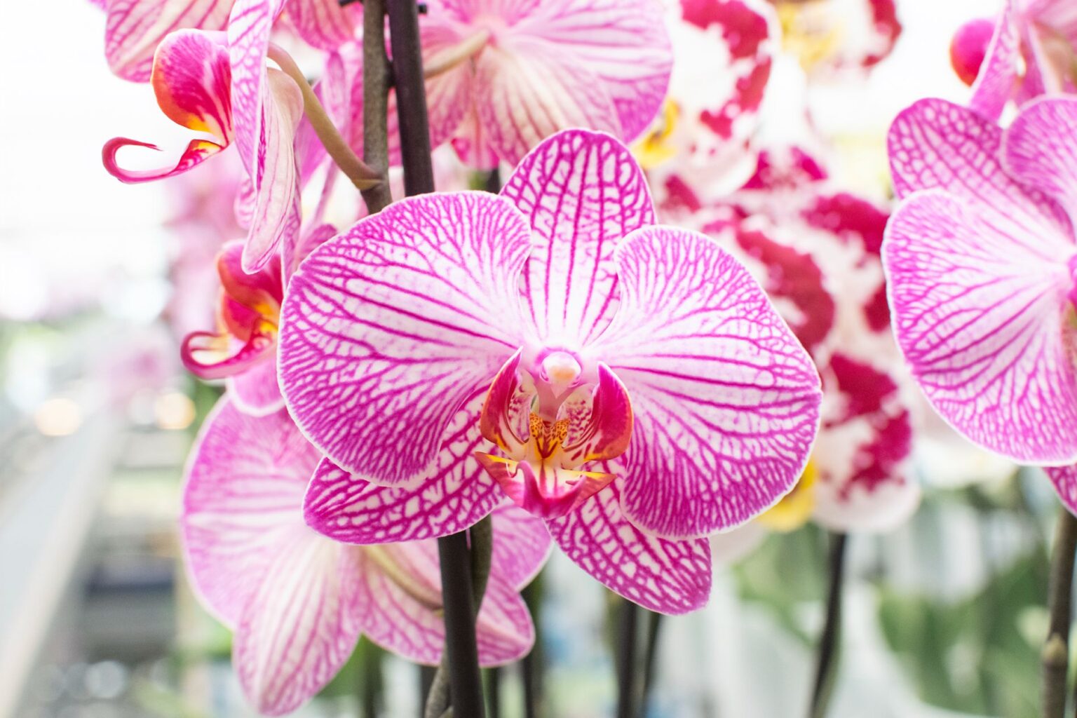 Maarel Orchids foto case
