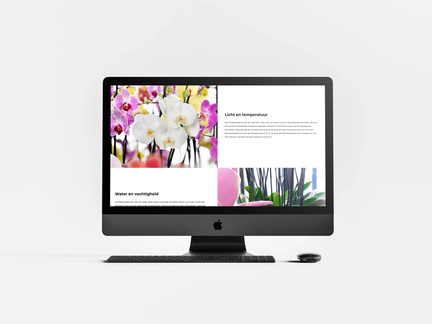 Maarel Orchids cases