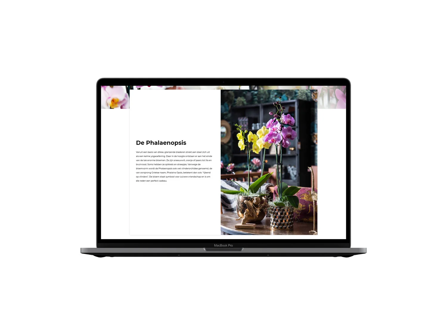 Maarel Orchids cases