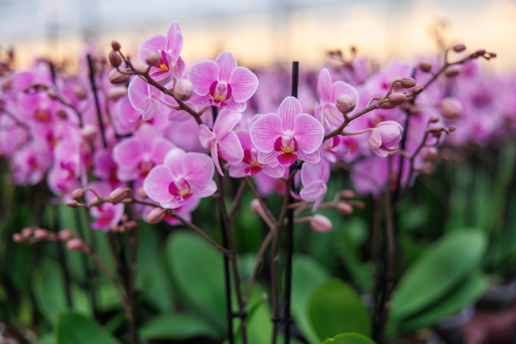 Pannekoek Orchideeën