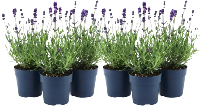 Lavendel plant webshop