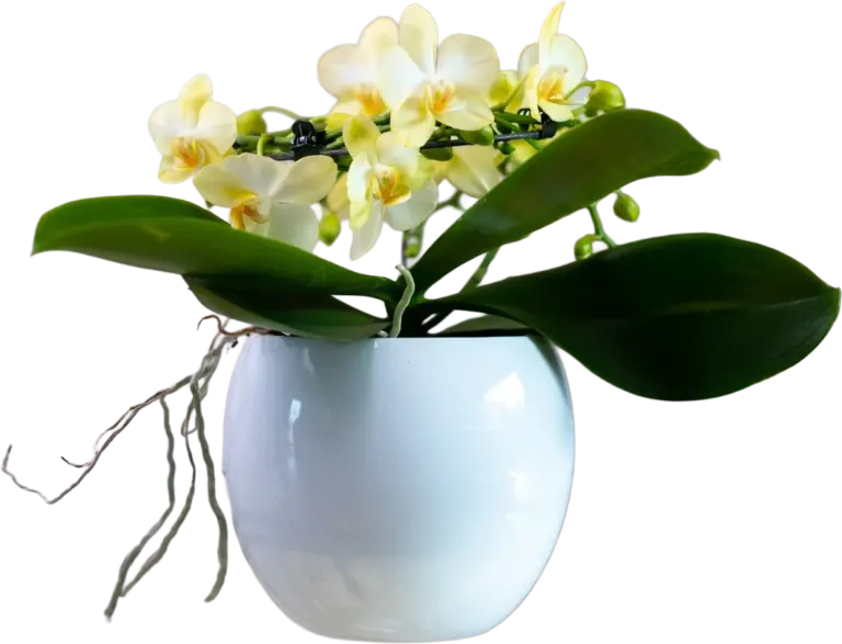 Pannekoek orchideeen blossoming project
