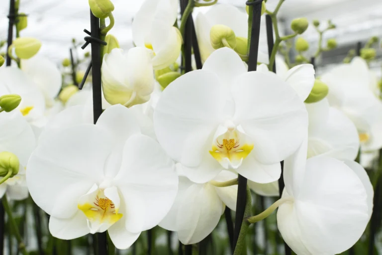 Fotografie Orchidee CodePix Maasdijk