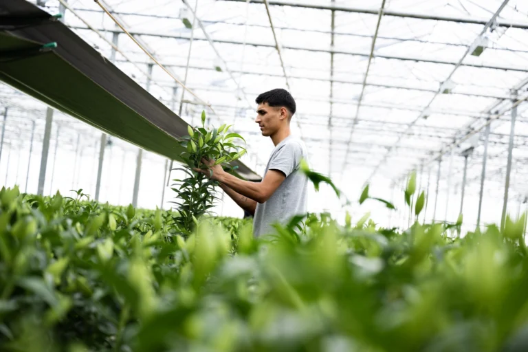 Lelie fotografie CodePix Westland